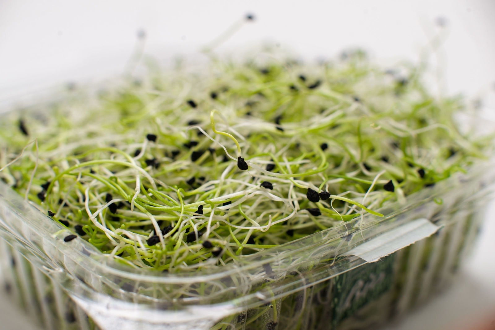 Alfalfa (Herb)
