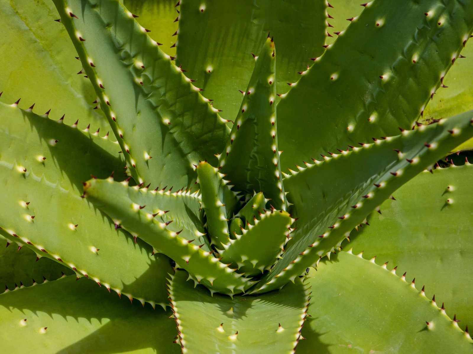 Aloe Vera (Leaf)